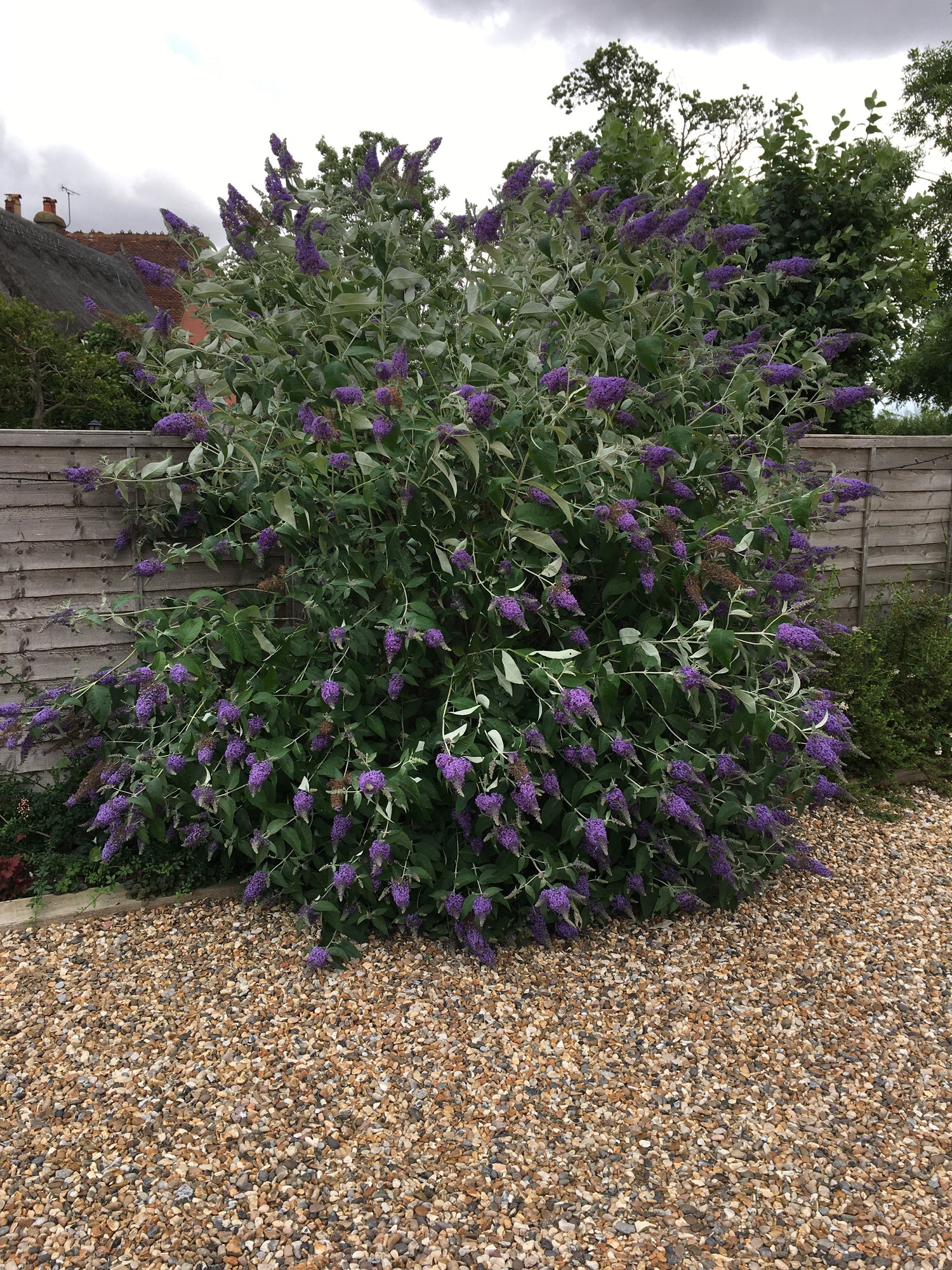 Buddleia