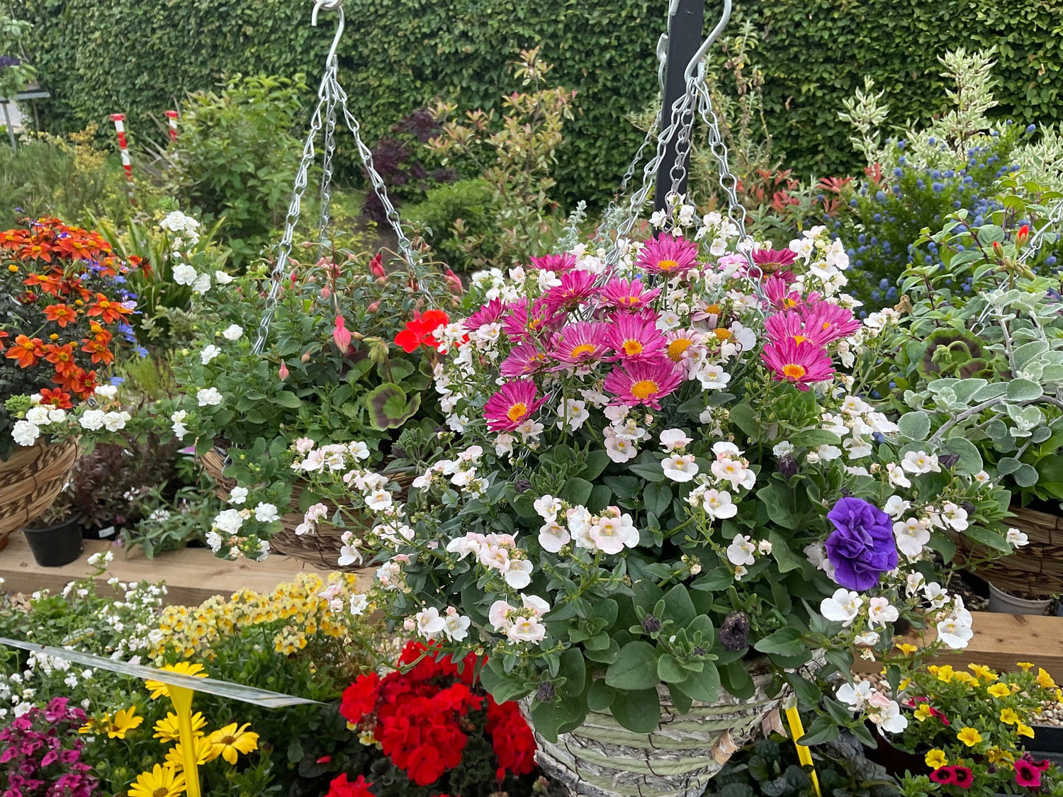 Seasonal Bedding