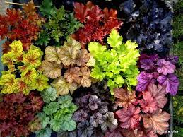 Heucheras Launch Promotion 58% OFF