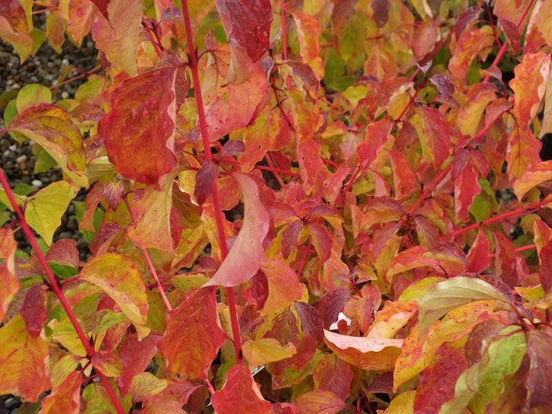 Cornus Sanguinea 'Midwinter Fire'