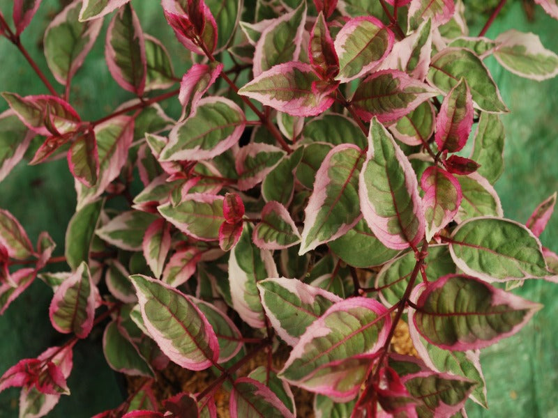 Fuchsia 'Tom West'
