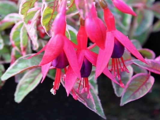 Fuchsia 'Tom West'