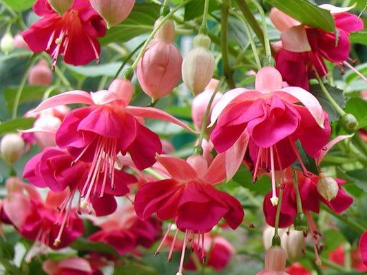 Fuchsia 'Garden News'