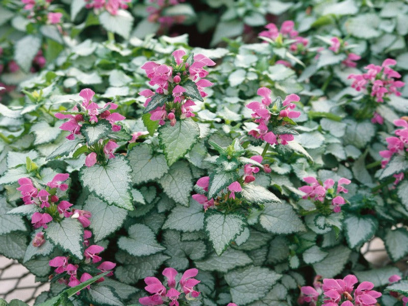 Lamium Maculatum ‘Purple Dragon’