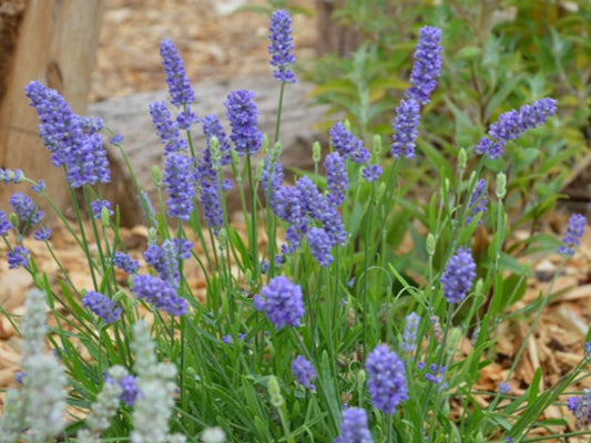 Lavender BeeZee 'Light Blue'