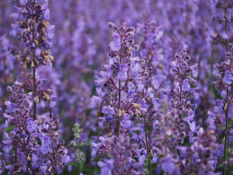 Nepeta Racemosa ‘Walker’s Low’