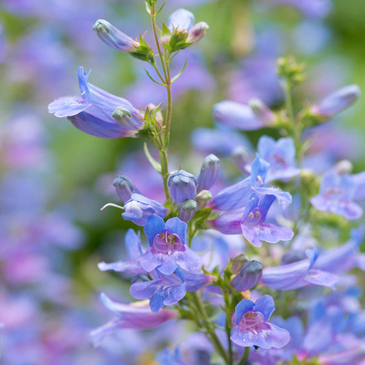 Penstemon 'Heavenly Blue'