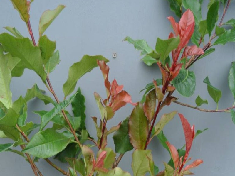 Photinia Fraseri 'Magical Volcano'