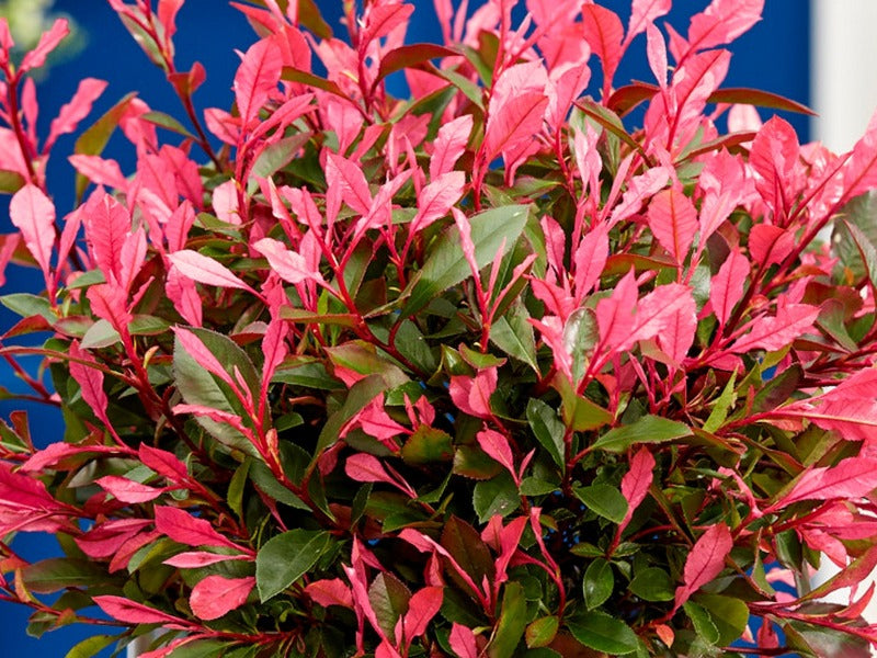 Photinia ‘Little Fenna’