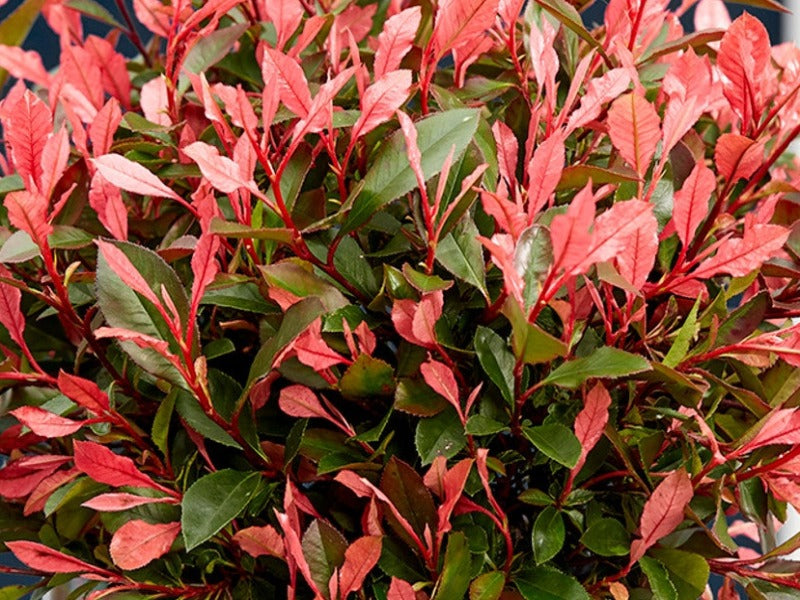 Photinia ‘Little Fenna’