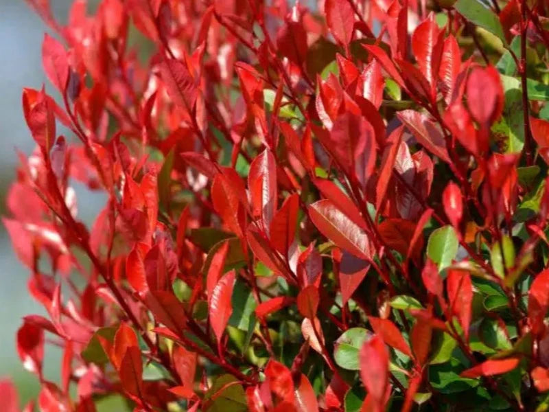 Photinia ‘Little Red Robin’