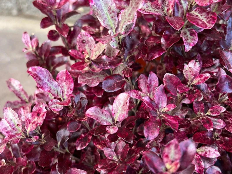 Pittosporum Tenifolium ‘Bannow Bay’