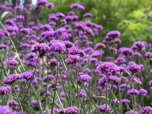 Verbena Bonariensis