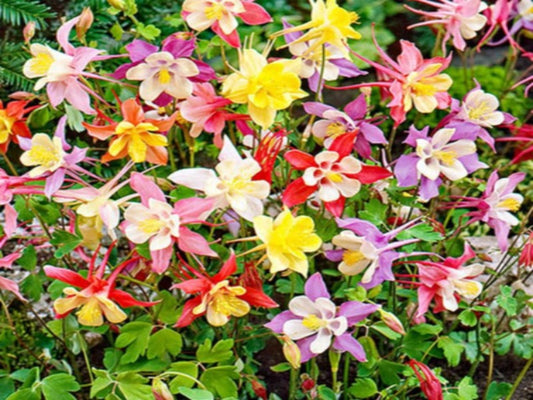 Aquilegia 'McKana Hybrids'