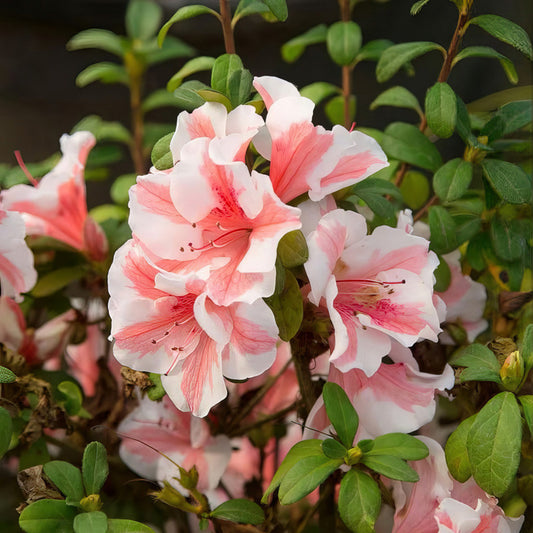 Azalea 'Autumn Sunburst'