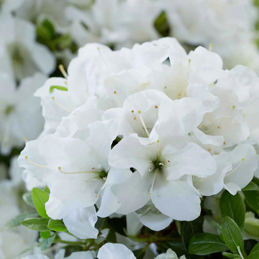 Azalea 'Encore Pure White'