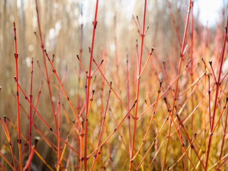 Cornus Sanguinea 'Midwinter Fire'