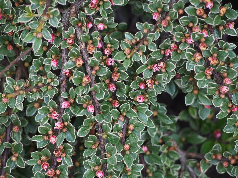 Cotoneaster Horizontalis ‘Variegatus’