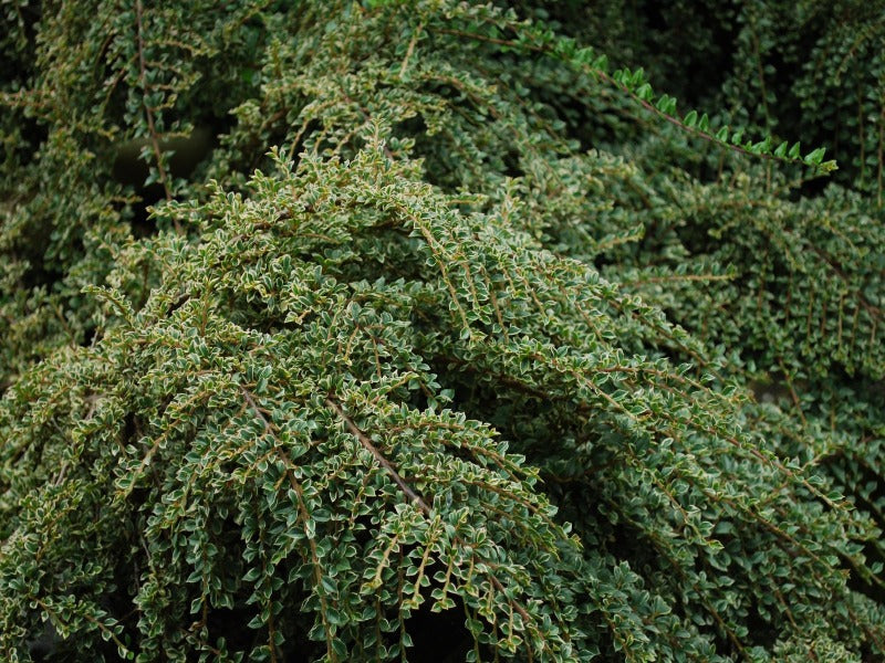 Cotoneaster Horizontalis ‘Variegatus’