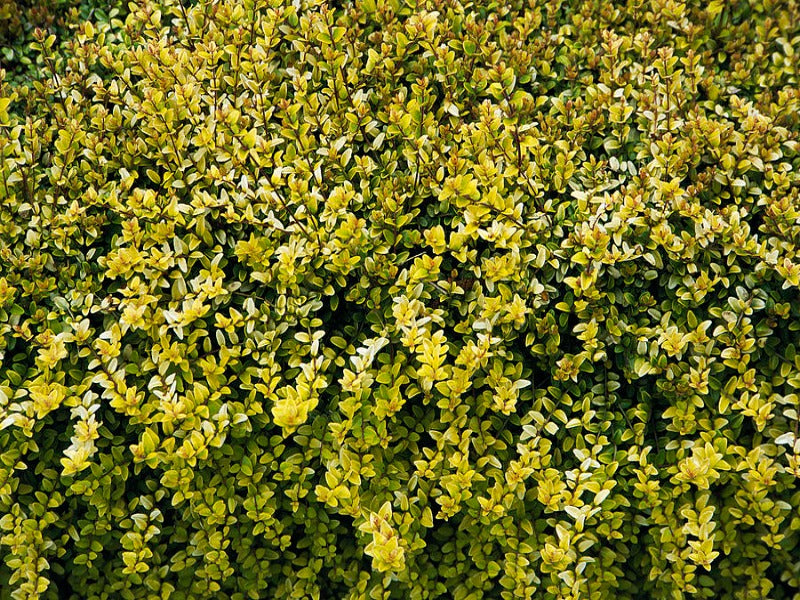 Lonicera Nitida ‘Baggen’s Gold’