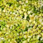 Lonicera Nitida ‘Baggen’s Gold’