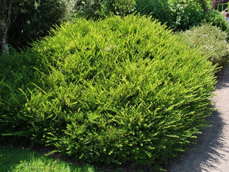 Lonicera Pileate