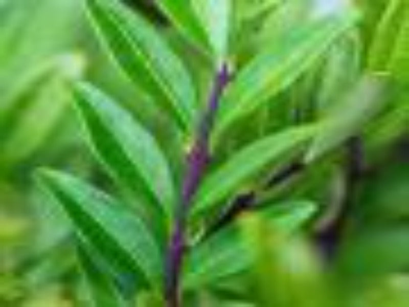 Lonicera Pileate