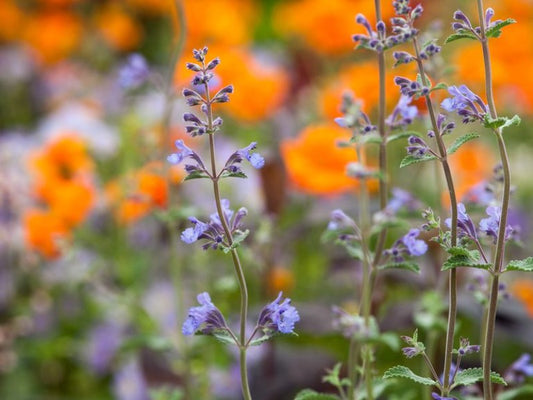 Nepeta Racemosa ‘Walker’s Low’