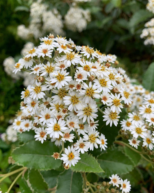 Olearia Macrodonta