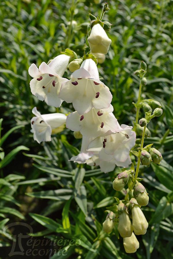 Penstemon 'Snowstorm'