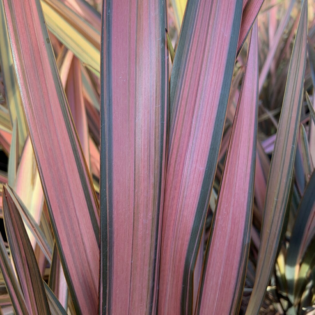 Phormium 'Flamingo'