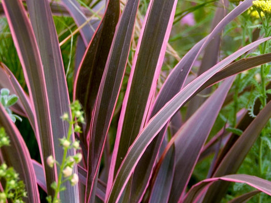 Phormium 'Pink Stripe'