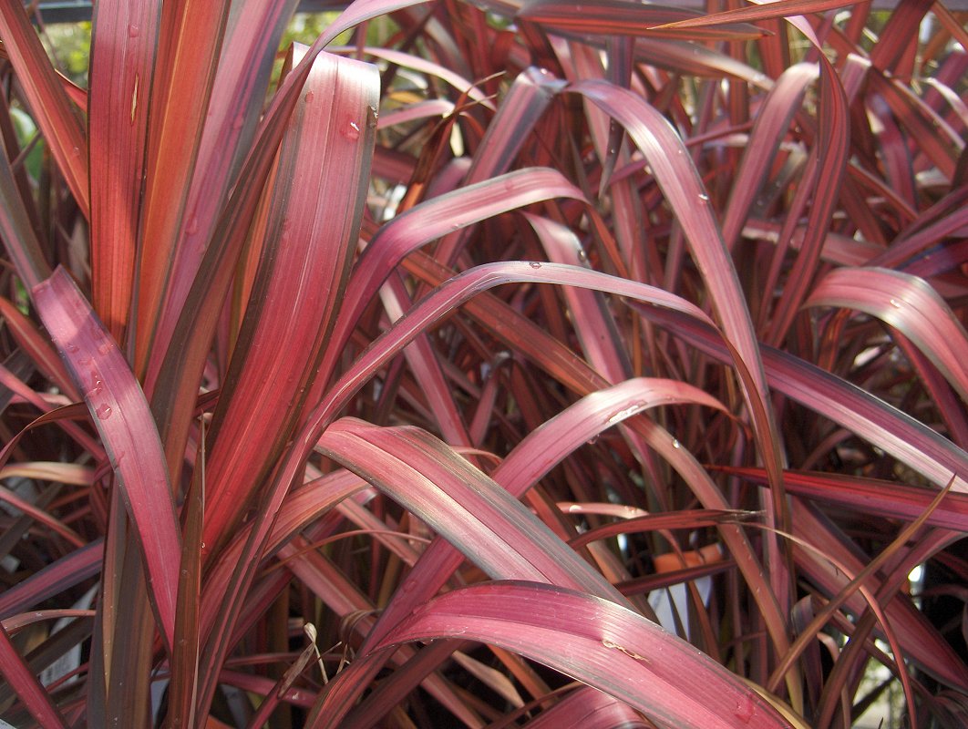Phormium 'Rainbow Maiden'