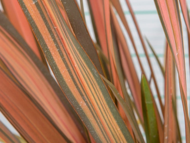 Phormium 'Rainbow Sunrise'