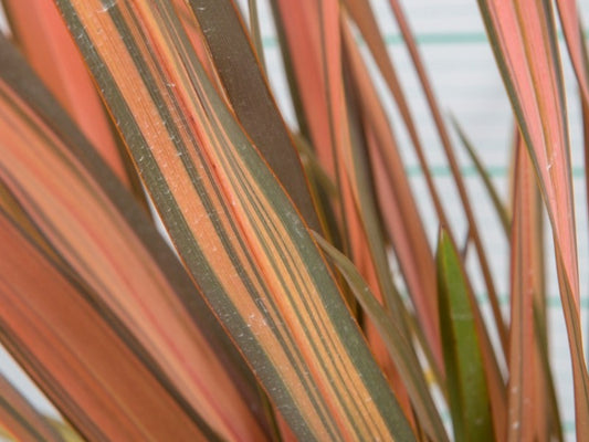 Phormium 'Rainbow Sunrise'