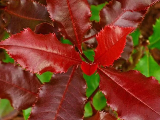 Photinia Fraseri 'Magical Volcano'