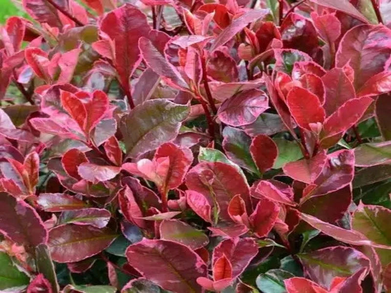 Photinia Fraseri ‘Louise’