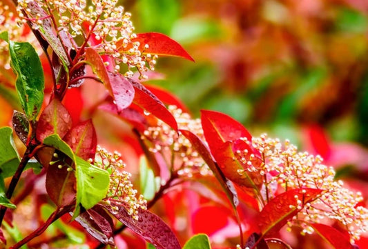 Photinia 'Red Robin'