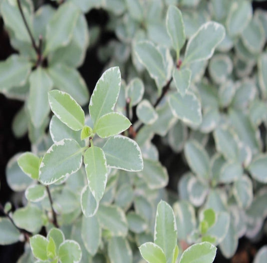 Pittosporum 'Silver Queen'