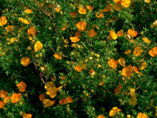 Potentilla Fruticosa 'Tangerine'