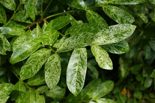 Prunus 'Castlewellen'