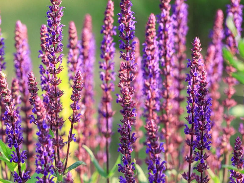 Salvia nemorosa 'Caradonna'