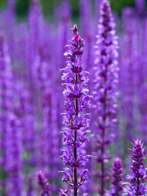 Salvia nemorosa 'Caradonna'