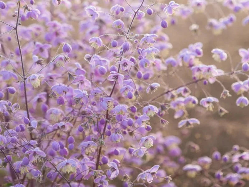 Thalictrum Delavayi