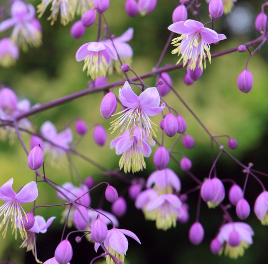 Thalictrum Delavayi