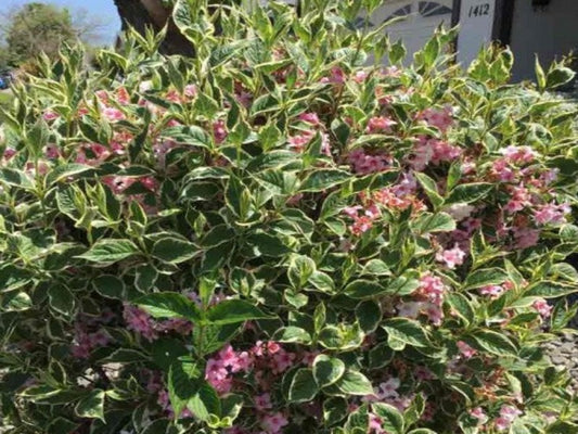 Weigela ‘Florida Variegate’
