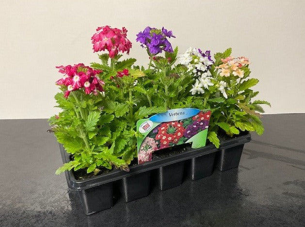 Seasonal Bedding Packs