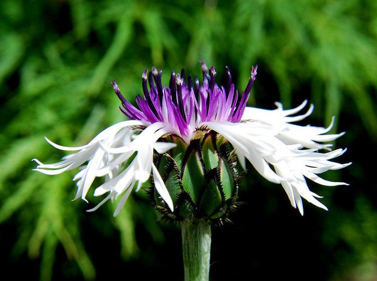 Centaurea 'Amethyst In Snow’