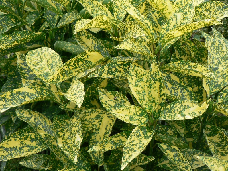 Aucuba Japonica 'Marmorata'