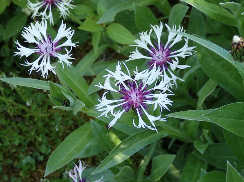 Centaurea 'Amethyst In Snow’